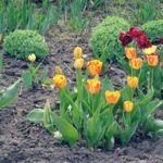 Как сажать тюльпаны весной в грунт, чтобы они начали цвести посадка и уход