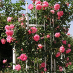 Зимостойкие плетистые розы сорта цветущие все лето, агротехника выращивания