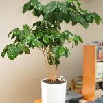 Выращивание кофе арабика в комнатных условиях подготовка дерева к посадке, уход за растением