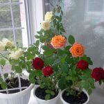Как размножать розы черенками в домашних условиях виды комнатных роз, способы размножения, болезни