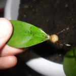 Выращивание замиокулькаса в домашних условиях основные способы, размножение листом и ветками