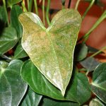 Болезни антуриума и как их лечить особенности выявления по листьям, методы лечения и фото образцов
