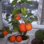 Как вырастить мандарин из косточки и привить его в домашних условиях — пошаговая инструкция
