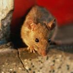 Клей для мышей и крыс инструкция по использованию, принцип действия, виды, достоинства и недостатки