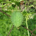 Бешеный огурец растение, фото и способы его выращивания