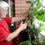 Как вырастить огурцы на балконе пошагово подготовка и создание условий, посев семян и выращивание