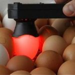 Процедура овоскопирования куриных яиц перед и во время инкубации