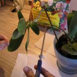 Как могут размножаться орхидеи в домашних условиях деление корня, использование черенков и другие