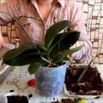 Как правильно ухаживать за орхидеями дома уход за цветами в домашних условиях, советы и виды в