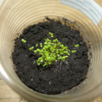 Выращивание петунии из семян когда и как сажать, особенности ухода за рассадой, высадка в открытый