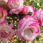 Выращивание плетистой розы сорта Хендель и уход за розой