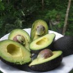 Как растёт авокадо особенности роста и уход за растением, выращивание из косточки в домашних