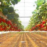 Выращивание клубники в теплице круглый год выбор сорта, технология как вырастить