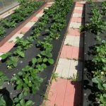 Выращивание клубники как правильно посадить и ухаживать в открытом грунте, бочке и мешке