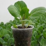 Брюссельская капуста выращивание и уход в открытом грунте, фото, видео