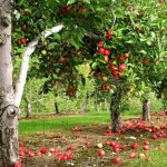 Как вырастить яблоню особенности посадки и ухода