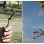 Как посадить виноград саженцами когда лучше сделать — осенью или весной, способы посадки, видео
