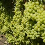 Как размножить виноград черенками, отводками и семенами особенности и советы для начинающих