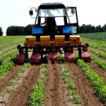 Выращивание картофеля по голландской технологии правила и схема посадки с видео