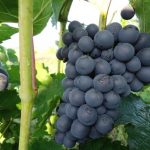 Виноград Черныш описание сорта, фото, отзывы, особенности выращивания