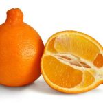 Где и как растут апельсины, особенности посадки и выращивания комнатного вида