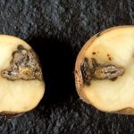 Гниль на картофеле — способы борьбы сухая или мокрая, резиновая и прочие