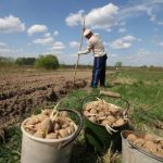 Запрет на выращивание картофеля в России кто может получить штраф