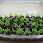 Как сажать семена в торфяные таблетки правила пользования, посев и выращивание рассады в таблетках