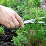 Выращивание розмарина из семян особенности растения, как правильно выращивать его в домашних