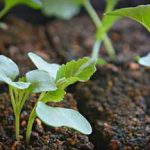 Выращивание цветной капусты на даче особенности выращивания из семян, правила пересадки в грунте