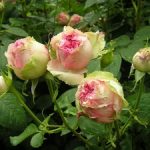 История роз разновидности, описание старых и современных сортов садовых роз, их названия и фото