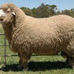 Как называется шерсть снятая с овец Где используется шерсть овцы 9 интересных фактов