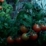 Овощи на балконе, выращивание на лоджии томатов, клубники