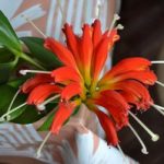 Ампельный цветок эсхинантус описание и разновидности с фото, уход в домашних условиях, способы
