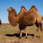Верблюжий пух или верблюжья шерсть — что лучше выбрать Сравнение пуха и шерсти верблюда