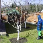 Как бороться с болезнями и вредителями яблонь весной способы весенней обработки деревьев и средства