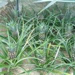 Как посадить и вырастить ананас в домашних условиях правила выращивания и ухода, способы размножения