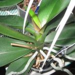 Болезни орхидеи фаленопсис их профилактика, вредители и способы лечения с фото