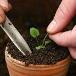 Как вырастить гелиотроп выращивание в домашних условиях из семян и черенков, уход, болезни и