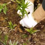 Выращивание лилий в открытом грунте описание, посадка весной и уход за ростками