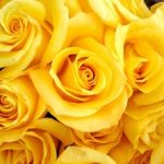 Желтый цвет кому можно преподнести букет цветов, что он означает