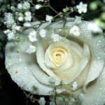 Значение цветов как дарить белые, синие и розовые розы