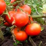 Лучшие сорта помидоров и томатов 2019 года — 10 ТОП рейтинг лучших для теплицы и грунта
