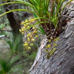 Цимбидиум — уход в домашних условиях за орхидеей, нюансы выращивания, сорта с фото