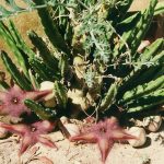 Стапелия — уход за цветком в домашних условиях, виды и нюансы выращивания кактуса