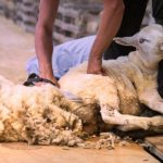 Рейтинг лучших машинок для стрижки овец в 2019 году