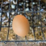 Сколько яиц несет курица в день максимум в домашних условиях