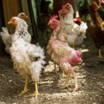 Можно ли и как спасти кур и цыплят от желточного перитонита