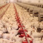 Чем кормить цыплят с первых дней жизни и до взросления в домашних условиях