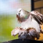 Кормление голубей в домашних условиях летом и зимой